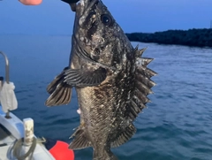 クロソイの釣果