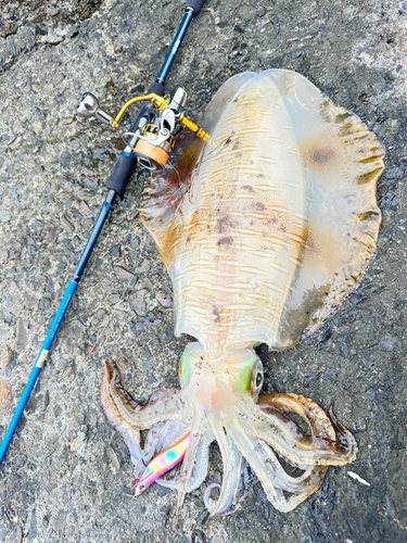 イシダイの釣果・釣り情報まとめ【2025年最新】 - アングラーズ