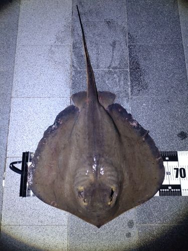 アカエイの釣果