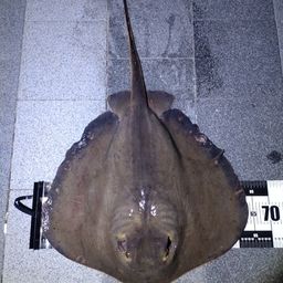 アカエイ