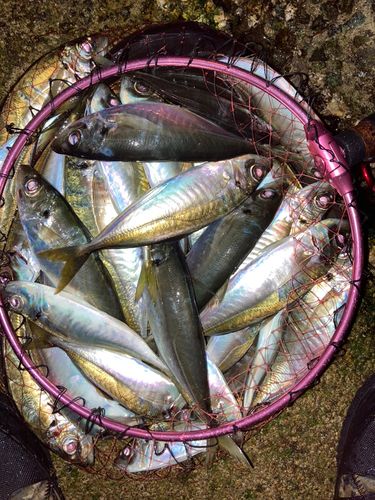 アジの釣果