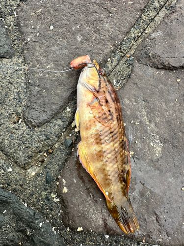 アカササノハベラの釣果