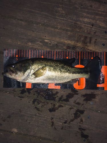 ラージマウスバスの釣果