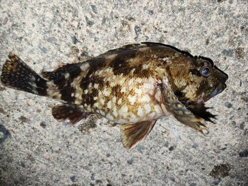 カサゴの釣果