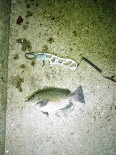 グレの釣果