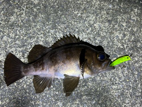 メバルの釣果