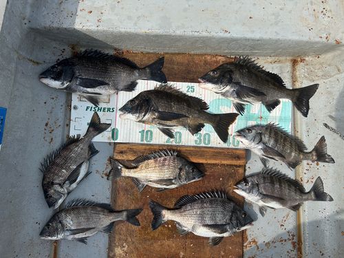 クロダイの釣果