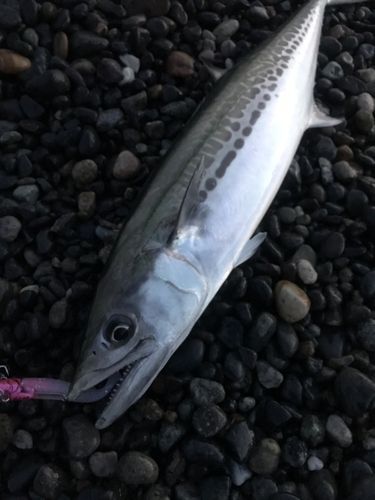 サゴシの釣果