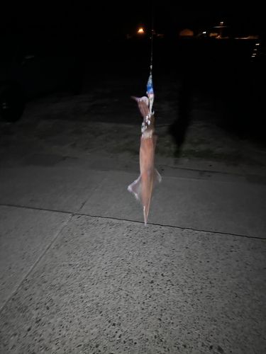 ヤリイカの釣果