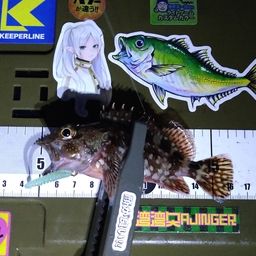 カサゴ
