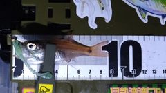 ネンブツダイの釣果