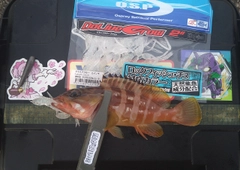 アカハタの釣果