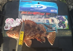 カサゴの釣果