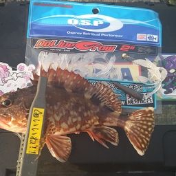 カサゴ