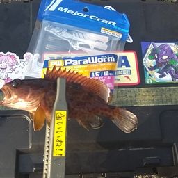 ノミノクチ