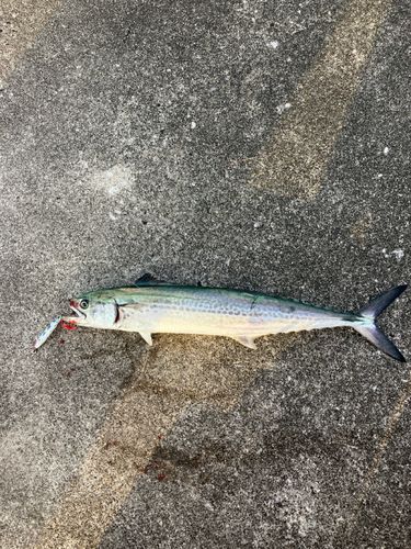 サゴシの釣果