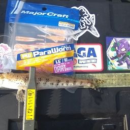 トカゲエソ