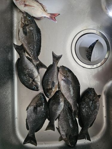 クロの釣果