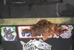 カサゴの釣果