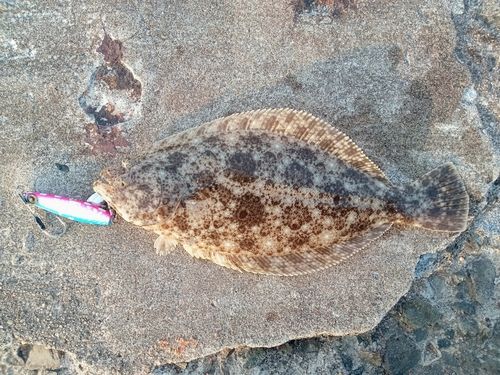 ソゲの釣果