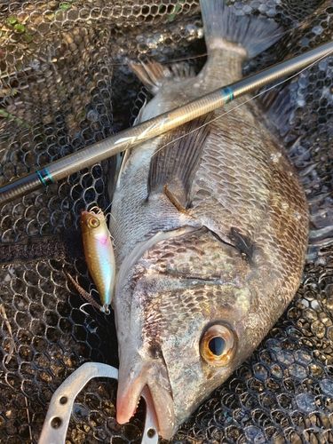 チヌの釣果