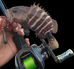 マハタの釣果