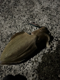 モンゴウイカの釣果