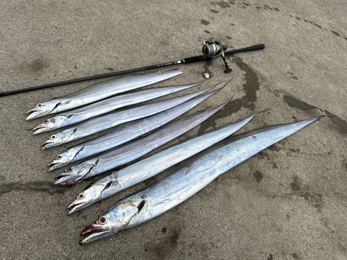 タチウオの釣果