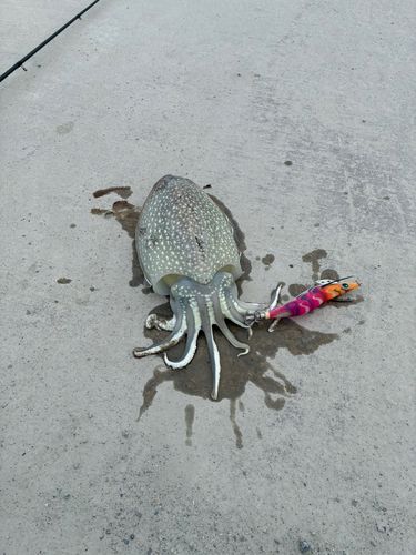 コウイカの釣果