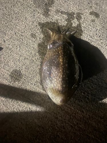 コウイカの釣果