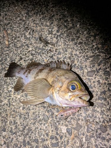 シロメバルの釣果