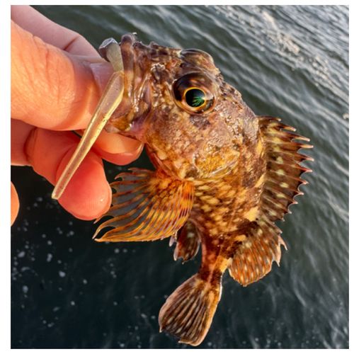 ガシラの釣果