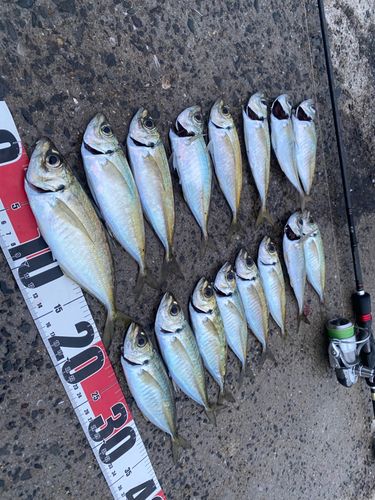 アジの釣果