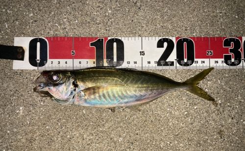 マアジの釣果