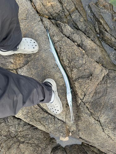 ダツの釣果