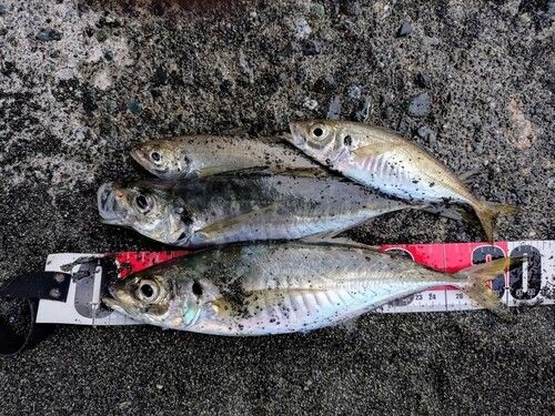 アジの釣果