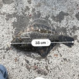 クロガシラガレイ