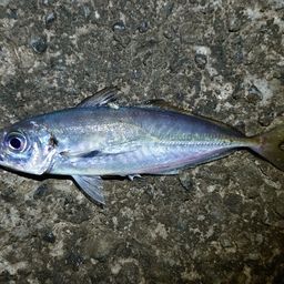 アジ