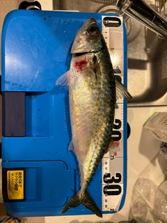 マサバの釣果