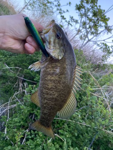 スモールマウスバスの釣果