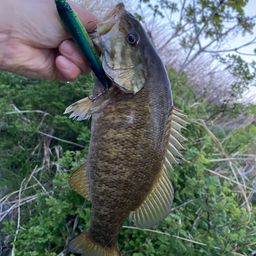 スモールマウスバス