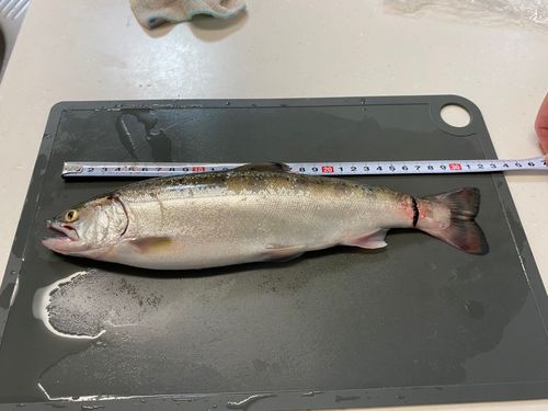 サクラマスの釣果
