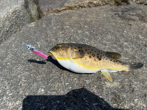 クサフグ