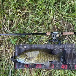 スモールマウスバス