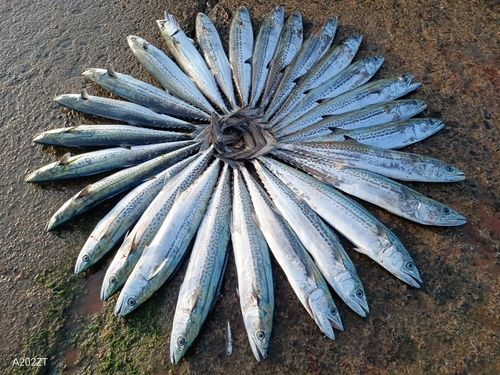 サゴシの釣果