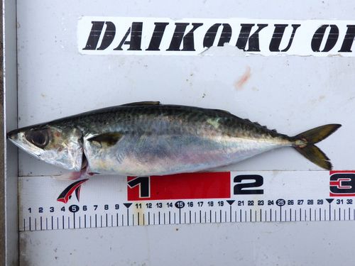 サバの釣果