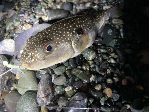 クサフグの釣果