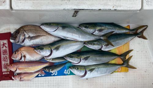 ブリの釣果