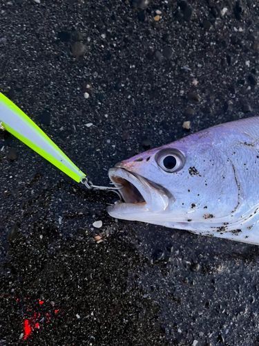 ニベの釣果