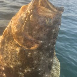 ヒラメ